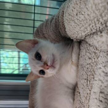 Q-Tip -  Domestic Short Hair Cat for Adoption in Charleston, South Carolina - Q-Tip | PetCurious