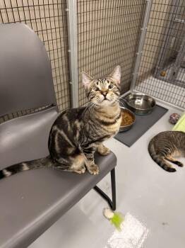 Domestic Short Hair Cats Available for Adoption - Penny | PetCurious