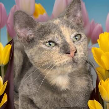 Gretel -  Domestic Short Hair and Calico Cat for Adoption in Dallas, Texas - Gretel | PetCurious