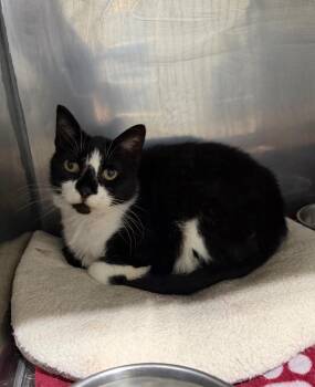 Wrangler -  Domestic Short Hair Cat for Adoption in Pierceton, Indiana - Wrangler | PetCurious