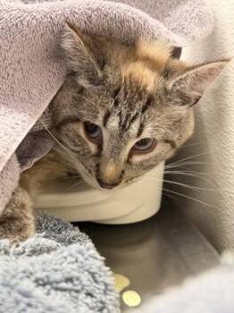 Domestic Short Hair Cats Available for Adoption in West Chester, Pennsylvania - Rowl | PetCurious