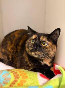 Rosie -  Domestic Short Hair Cat for Adoption in Delson, Quebec - Rosie | PetCurious