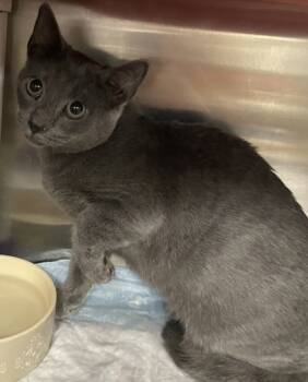 Rescue Domestic Short Hair Cats for Adoption in Cincinnati, Ohio - Spice | PetCurious