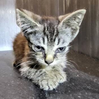 DOBY -  Domestic Short Hair Cat for Adoption in San Antonio, Texas - DOBY | PetCurious