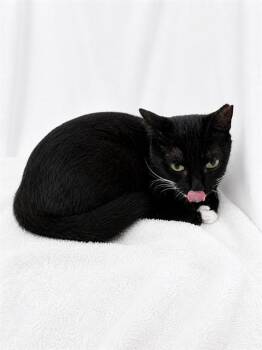 Domestic Short Hair Cats Available for Adoption in Winter Haven, Florida - BABY | PetCurious