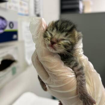 Domestic Short Hair Cats Available for Adoption in Charleston, West Virginia - Let