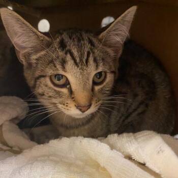 Domestic Short Hair Cats Available for Adoption - Chicken Tikka Masala | PetCurious