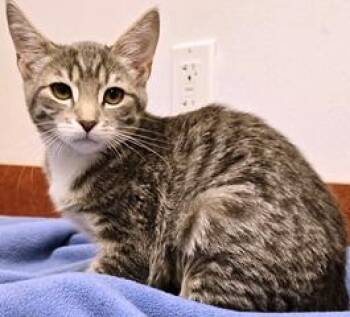 Luna -  Domestic Short Hair Cat for Adoption in Lebanon, Pennsylvania - Luna | PetCurious