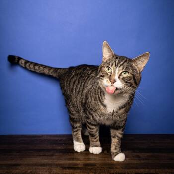 Domestic Short Hair Cats Available for Adoption - Bartholemew | PetCurious