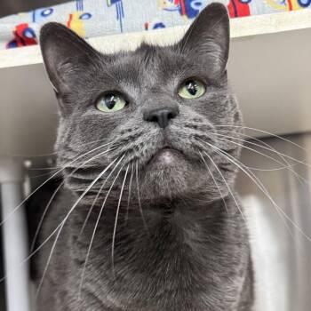Stormy -  Domestic Short Hair Cat for Adoption in Winchendon, Massachusetts - Stormy | PetCurious