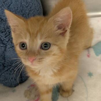 Sunflower -  Domestic Short Hair Cat for Adoption in West Olive, Michigan - Sunflower | PetCurious
