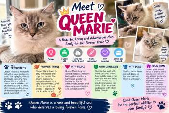 Queen Marie -  Siamese Cat for Adoption in Phoenix, Arizona - Queen Marie | PetCurious