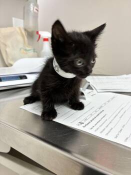 Bagel -  Domestic Short Hair Cat for Adoption in Marietta, Georgia - Bagel | PetCurious