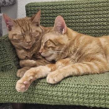 Persimmon -  Domestic Short Hair Cat for Adoption in Dayton, Ohio - Persimmon | PetCurious