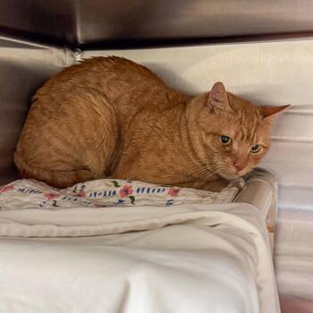 Orangie -  Domestic Short Hair Cat for Adoption in Kennebunk, Maine - Orangie | PetCurious