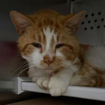Gus -  Domestic Short Hair Cat for Adoption in Des Moines, Iowa - Gus | PetCurious