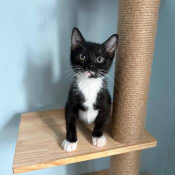 Slushy--In Foster***ADOPTION PENDING*** -  Domestic Short Hair Cat for Adoption in Fargo, North Dakota - Slushy--In Foster***ADOPTION PENDING*** | PetCurious