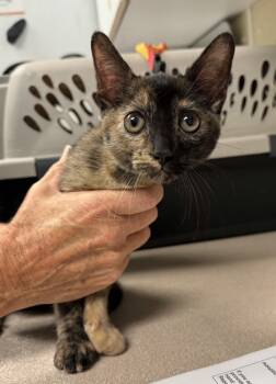 Rescue Domestic Short Hair Cats for Adoption in Salisbury, Maryland - Willow | PetCurious