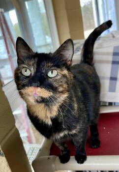 Domestic Short Hair Cats Available for Adoption - Tweetie | PetCurious