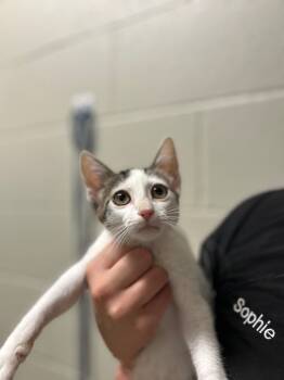 Rescue Domestic Short Hair Cats for Adoption in Valley Park, Oklahoma - Thelma | PetCurious