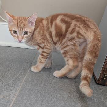 Long John -  Domestic Short Hair Cat for Adoption in Richmond, Virginia - Long John | PetCurious