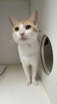 Catrick Swayze -  Domestic Short Hair Cat for Adoption in West Chester, Pennsylvania - Catrick Swayze | PetCurious