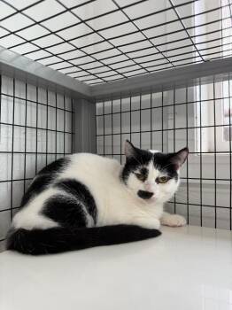 Kit -  Domestic Short Hair Cat for Adoption in Brookings, Oregon - Kit | PetCurious