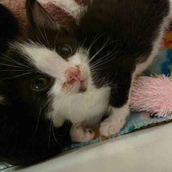 Mantis -  Domestic Short Hair Cat for Adoption in Phoenix, Arizona - Mantis | PetCurious