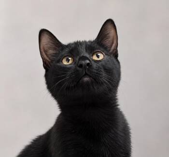 Derry -  Domestic Short Hair Cat for Adoption in Southbury, Connecticut - Derry | PetCurious