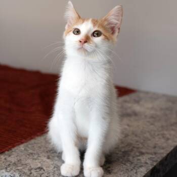 Lucien -  Domestic Short Hair Cat for Adoption in Chicago, Illinois - Lucien | PetCurious