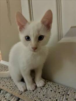 *TOAST -  Domestic Short Hair Cat for Adoption in Woodland, California - *TOAST | PetCurious