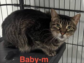 Tabby and Domestic Short Hair Cats Available for Adoption in Brookhaven, Mississippi - Baby 26 | PetCurious