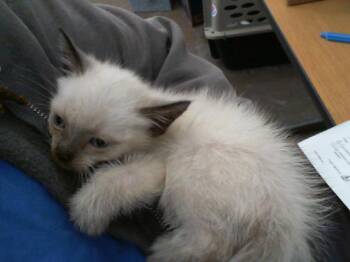 Rescue Domestic Short Hair Cats for Adoption in Dallas, Texas - NOIR | PetCurious