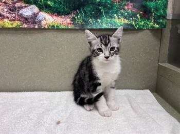 A551538 -  Domestic Short Hair Cat for Adoption in Moreno Valley, California - A551538 | PetCurious