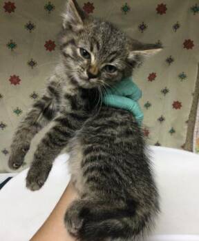 BART -  Domestic Short Hair Cat for Adoption in Riverside, California - BART | PetCurious