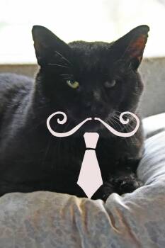 Rescue American Shorthair Cats for Adoption in Johnstown, New York - Maxwell | PetCurious