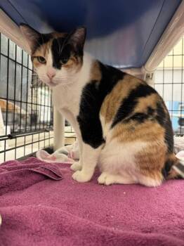 Martini -  Domestic Short Hair Cat for Adoption in Vero Beach, Florida - Martini | PetCurious