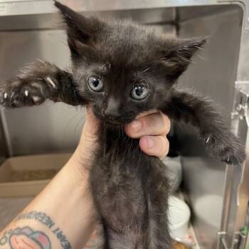 Everest -  Domestic Short Hair Cat for Adoption in Port Charlotte, Florida - Everest | PetCurious