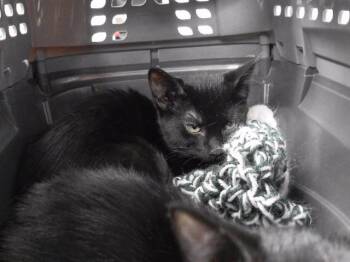 EMILY -  Domestic Short Hair Cat for Adoption in Omaha, Nebraska - EMILY | PetCurious