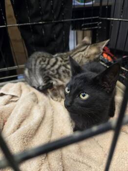 KING -  Domestic Short Hair Cat for Adoption in Casper, Wyoming - KING | PetCurious