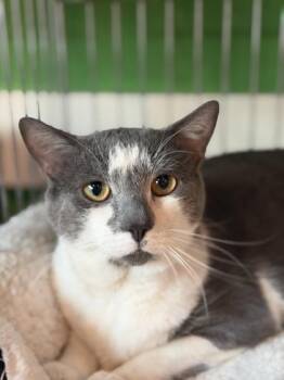 Domestic Short Hair Cats Available for Adoption in Annapolis, Maryland - Dave | PetCurious