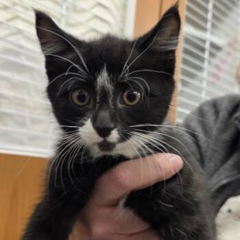 Maple -  Domestic Short Hair Cat Available for Adoption in Voorhees Township, New Jersey - Maple | PetCurious