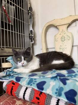 Rescue Domestic Medium Hair Cats for Adoption in Colbert, Georgia - Anchovy | PetCurious