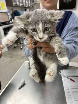 Wilson -  Domestic Short Hair Cat for Adoption in Marietta, Georgia - Wilson | PetCurious