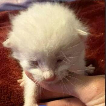 Marshmallow C26-155 -  Domestic Short Hair Cat for Adoption in Lebanon, Tennessee - Marshmallow C26-155 | PetCurious