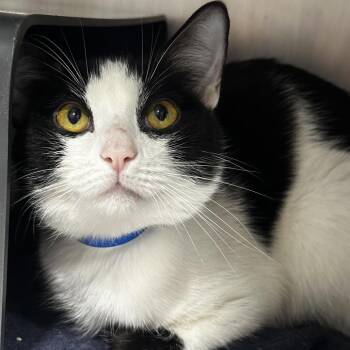 Munchie -  Domestic Short Hair Cat for Adoption in Chicago, Illinois - Munchie | PetCurious