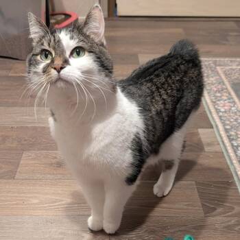 Domestic Short Hair Cats Available for Adoption - Kitty | PetCurious