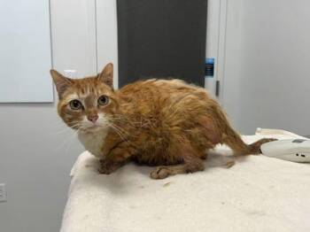 Domestic Short Hair Cats Available for Adoption in Kansas City, Missouri - Garfield | PetCurious