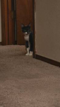 ChiChi -  Domestic Short Hair Cat for Adoption in San Antonio, Texas - ChiChi | PetCurious