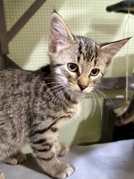 CAT - Toffee -  Domestic Short Hair and Tabby Cat for Adoption in Gilberts, Illinois - CAT - Toffee | PetCurious